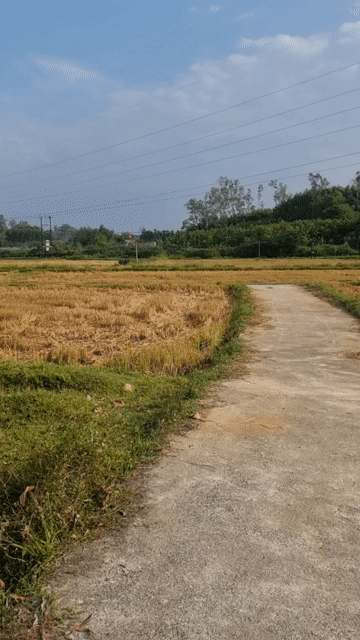 Mua bán Đất Huyện Thăng Bình Quảng Nam diện tích 1372 m² giá 1,1 triệu