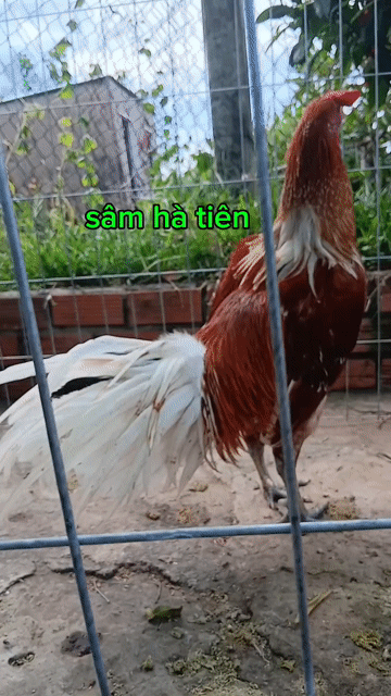 Gà chọi 3.3kg nâu trắng 9 tháng. Mua bán Gà tại Huyện Giang Thành Kiên Giang được đăng bởi sâm hà tiên  hình 1