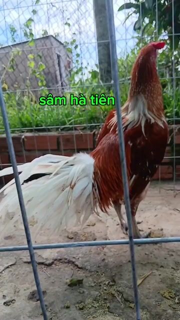 Gà chọi 3.3kg nâu trắng 9 tháng. Mua bán Gà tại Huyện Giang Thành Kiên Giang được đăng bởi sâm hà tiên  hình 1