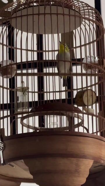 Chim Vành khuyên líu có xù đầu 2 mùa. Mua bán Chim tại Quận Tân Phú Tp Hồ Chí Minh được đăng bởi Tấn Lợi hình 1