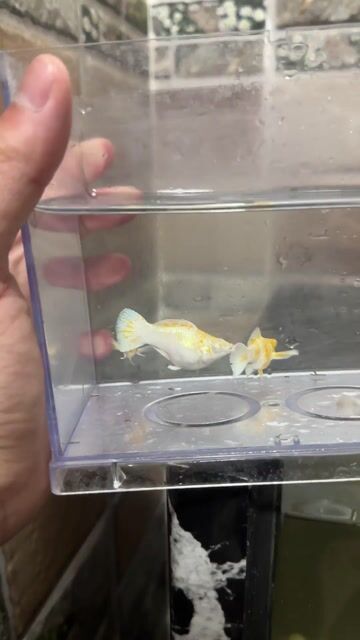 Cá Molly Sakura 5 bé Trắng cam. Mua bán Thú cưng khác tại Quận Hoàng Mai Hà Nội được đăng bởi trung hình 1