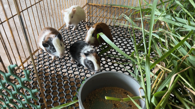 Bọ ú Đa sắc 5 con. Mua bán Thú cưng khác tại Huyện Cần Giuộc Long An được đăng bởi Hào hình 1