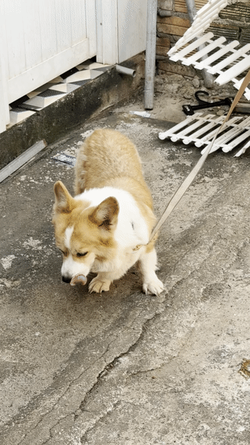 Chó Corgi Nâu trắng. Mua bán Chó tại Huyện Xuyên Mộc Bà Rịa - Vũng Tàu được đăng bởi Nguyễn Văn Thanh hình 1