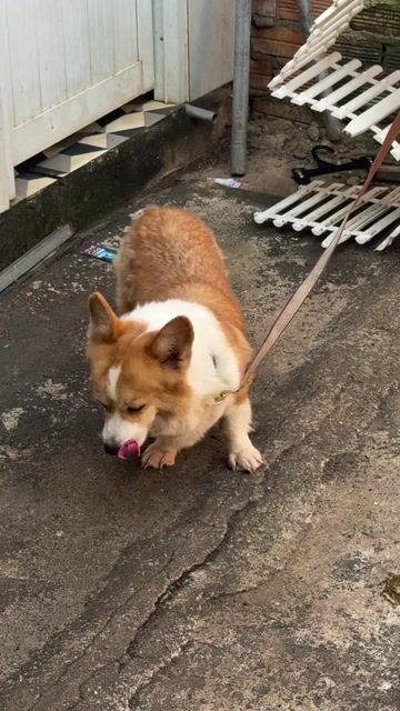 Chó Corgi Nâu trắng. Mua bán Chó tại Huyện Xuyên Mộc Bà Rịa - Vũng Tàu được đăng bởi Nguyễn Văn Thanh hình 1