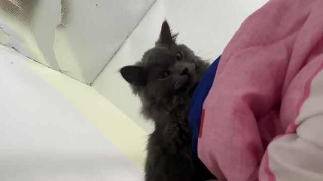 Mèo lông dài Xám. Mua bán Mèo tại Thành phố Thủ Đức Tp Hồ Chí Minh được đăng bởi Nguyễn đan vy hình 1