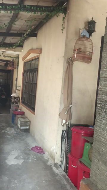 2 bộ ngũ sắc trống 2 mùa. Mua bán Chim tại Huyện Bình Chánh Tp Hồ Chí Minh được đăng bởi Q Thành hình 1
