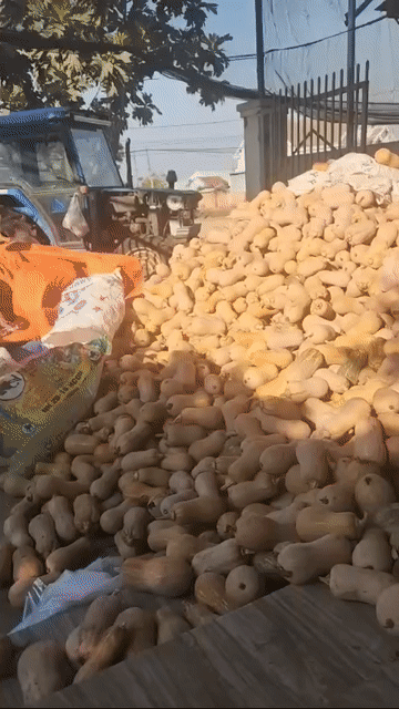 Bí đỏ Gia Lai tươi 5 tấn. Mua bán Đồ ăn, thực phẩm và các loại khác tại Huyện Phú Thiện Gia Lai được đăng bởi Thanh Vy hình 1
