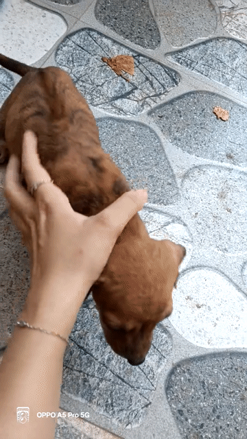 Chó Phú Quốc đực 1 tháng đã tiêm. Mua bán Chó tại Huyện Đất Đỏ Bà Rịa - Vũng Tàu được đăng bởi Dương Hy hình 1