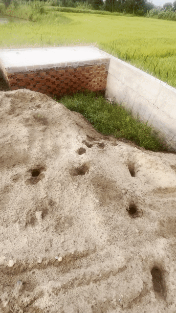 Cho thuê Đất Huyện Đức Hòa Long An diện tích 1100 m² giá 10 triệu/tháng