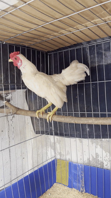 Gà tre bắc. Mua bán Gà tại Huyện Hóc Môn Tp Hồ Chí Minh được đăng bởi Lê Đạt hình 1