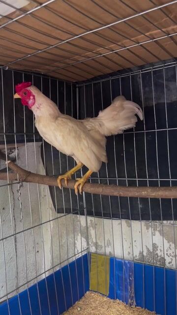 Gà tre bắc. Mua bán Gà tại Huyện Hóc Môn Tp Hồ Chí Minh được đăng bởi Lê Đạt hình 1