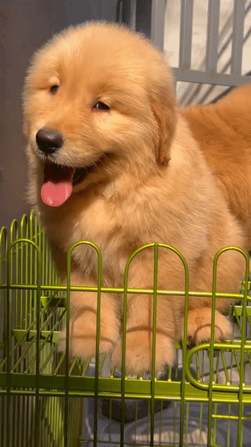 Chó Golden Retriever  Chó con. Mua bán Chó tại Quận Hà Đông Hà Nội được đăng bởi Trang hình 1