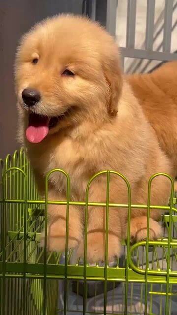 Chó Golden Retriever  Chó con. Mua bán Chó tại Quận Hà Đông Hà Nội được đăng bởi Trang hình 1