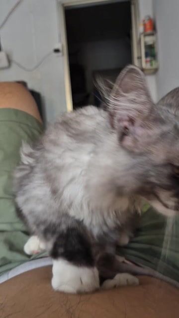 Mèo Xám trắng đã tiêm phòng. Mua bán Mèo tại Quận Bình Thạnh Tp Hồ Chí Minh được đăng bởi Đức hình 1