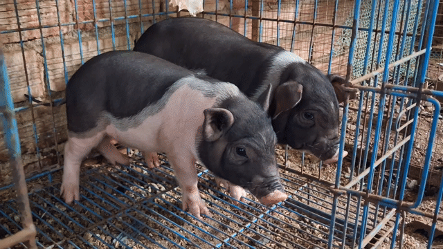 Heo Móng Cái Đen trắng. Mua bán Thú cưng khác tại Thành phố Bà Rịa Bà Rịa - Vũng Tàu được đăng bởi thành tâm hình 1