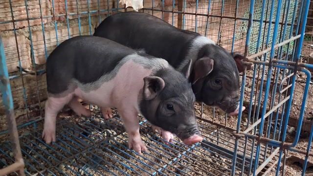 Heo Móng Cái Đen trắng. Mua bán Thú cưng khác tại Thành phố Bà Rịa Bà Rịa - Vũng Tàu được đăng bởi thành tâm hình 1