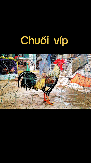 chuối víp 3ki tay tốt lông mới nhé ae. Mua bán Gà tại Quận Ninh Kiều Cần Thơ được đăng bởi Anh Ba Bến Tre hình 1