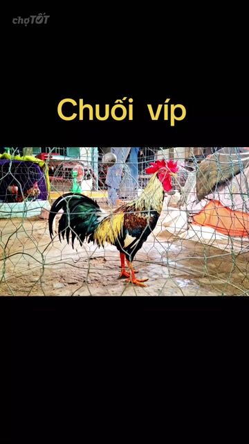 chuối víp 3ki tay tốt lông mới nhé ae. Mua bán Gà tại Quận Ninh Kiều Cần Thơ được đăng bởi Anh Ba Bến Tre hình 1
