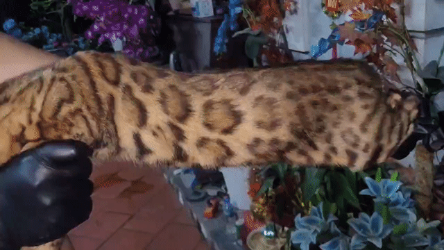 Mèo bengal cần tìm chủ mới. Mua bán Mèo tại Quận Long Biên Hà Nội được đăng bởi Long Hoang hình 1