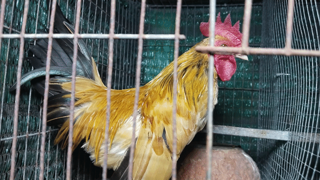 Gà giống Nâu Đen Đỏ. Mua bán Gà tại Huyện Mang Thít Vĩnh Long được đăng bởi Quốc Cường hình 1