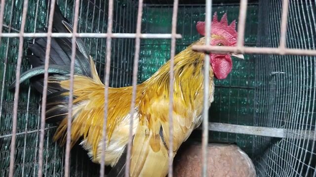 Gà giống Nâu Đen Đỏ. Mua bán Gà tại Huyện Mang Thít Vĩnh Long được đăng bởi Quốc Cường hình 1