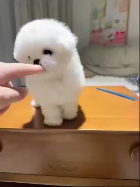 Chó Bichon Frisé Thuần chủng Nhập nước ngoài. Mua bán Chó tại Quận 1 Tp Hồ Chí Minh được đăng bởi Như Ý hình 1