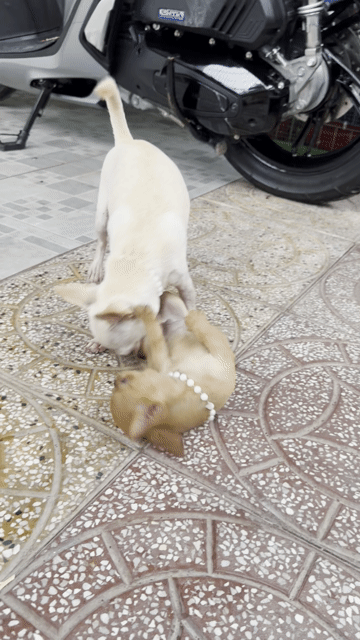 Chó Chihuahua đực 2 tháng đã tiêm. Mua bán Chó tại Quận Ninh Kiều Cần Thơ được đăng bởi Chú An hình 1