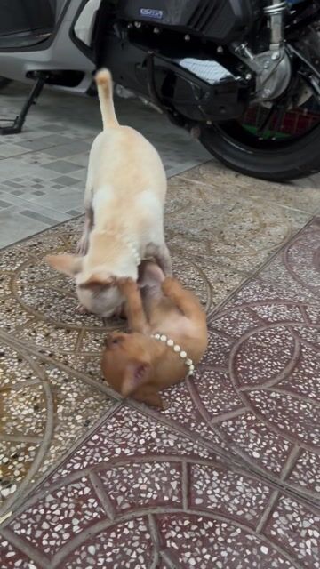 Chó Chihuahua đực 2 tháng đã tiêm. Mua bán Chó tại Quận Ninh Kiều Cần Thơ được đăng bởi Chú An hình 1