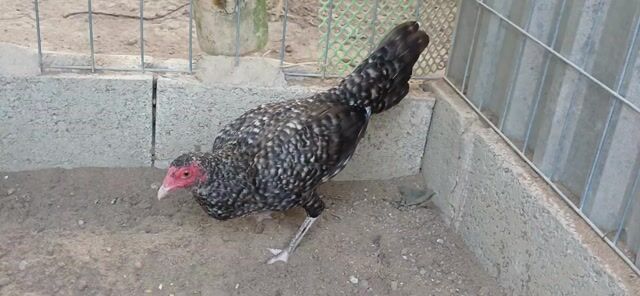 Gà Cuban lai mái gần 5 tháng. Mua bán Gà tại Huyện Châu Thành Bến Tre được đăng bởi gà tre hình 1