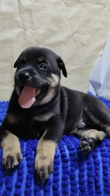 Chó Becgie lai đực dòng to con. Mua bán Chó tại Quận Bình Tân Tp Hồ Chí Minh được đăng bởi Nguyễn Hằng hình 1