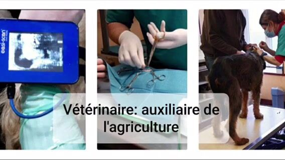 Vétérinaire: un auxiliaire de l'agriculture