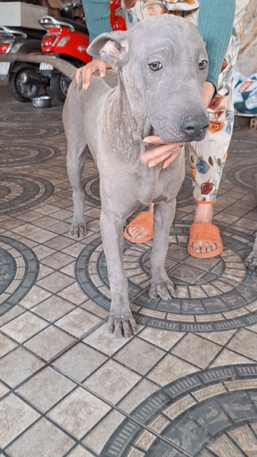 Chó Xoáy Thái Cái Blue 6 tháng 20kg. Mua bán Chó tại Huyện Đức Hòa Long An được đăng bởi Trương nhựt Thắng  hình 1