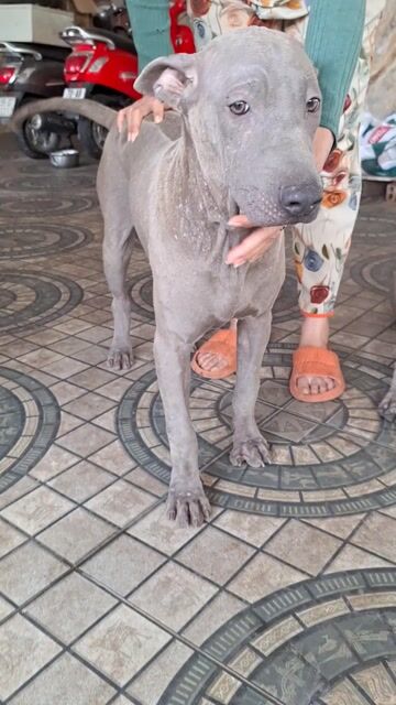 Chó Xoáy Thái Cái Blue 6 tháng 20kg. Mua bán Chó tại Huyện Đức Hòa Long An được đăng bởi Trương nhựt Thắng  hình 1