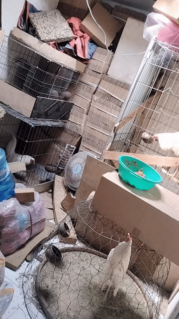 Gà chọi trắng 7 tháng. Mua bán Gà tại Quận Bình Tân Tp Hồ Chí Minh được đăng bởi Tây hình 1