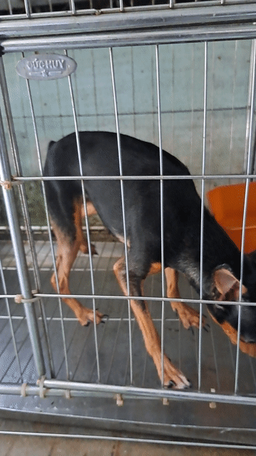 Chihuahua Cái Đen vàng. Mua bán Chó tại Thành phố Thuận An Bình Dương được đăng bởi Mỹ Linh hình 1