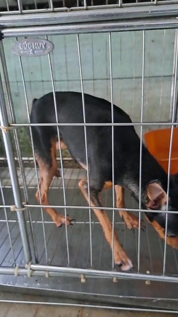 Chihuahua Cái Đen vàng. Mua bán Chó tại Thành phố Thuận An Bình Dương được đăng bởi Mỹ Linh hình 1