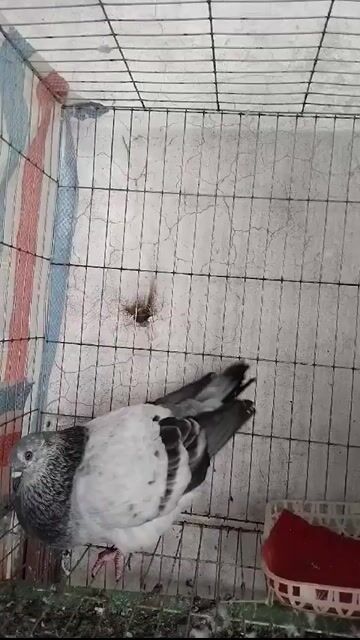 Bồ câu Lai Mondain và Gà Mĩ. Mua bán Chim tại Quận Long Biên Hà Nội được đăng bởi River Town media hình 1