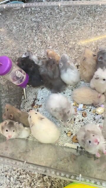 Chuột Hamster Tạng To. Mua bán Thú cưng khác tại Quận 8 Tp Hồ Chí Minh được đăng bởi Nguyễn Phương Trinh hình 1