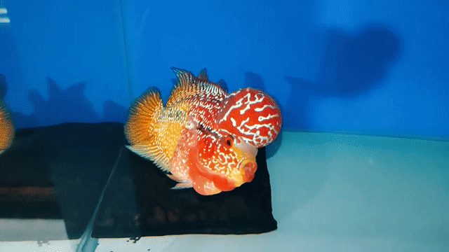 Cá la hán Đỏ cam 3n5 Đuôi xòe to. Mua bán Thú cưng khác tại Quận Cái Răng Cần Thơ được đăng bởi nguyễn tuấn khang hình 1