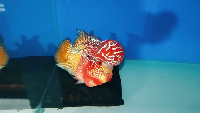 Cá la hán Đỏ cam 3n5 Đuôi xòe to. Mua bán Thú cưng khác tại Quận Cái Răng Cần Thơ được đăng bởi nguyễn tuấn khang hình 1