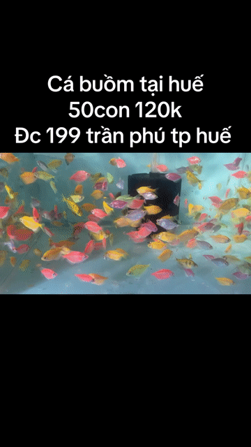 Cá cảnh nhiều màu nhiều loại 10 con. Mua bán Thú cưng khác tại Thành phố Huế Thừa Thiên Huế được đăng bởi Anh hùng hình 1