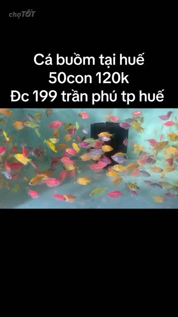 Cá cảnh nhiều màu nhiều loại 10 con. Mua bán Thú cưng khác tại Thành phố Huế Thừa Thiên Huế được đăng bởi Anh hùng hình 1