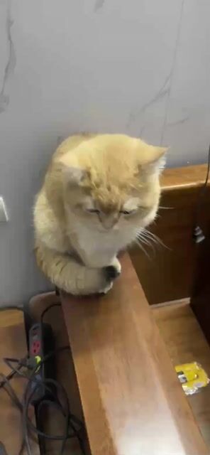 Mèo Golden NY12 đực hơn 1 tuổi. Mua bán Mèo tại Quận Hoàng Mai Hà Nội được đăng bởi Tên chưa cung cấp hình 1