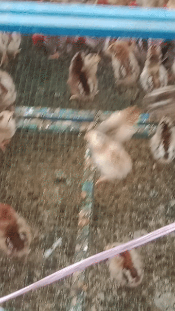 Gà ri ta con non khỏe mạnh. Mua bán Gà tại Thành phố Thuận An Bình Dương được đăng bởi Le binh hình 1