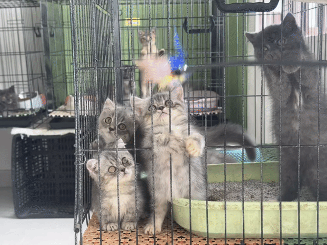 Mèo Munchkin xinhh. Mua bán Mèo tại Thành phố Thủ Đức Tp Hồ Chí Minh được đăng bởi Viet Meow 233a Dương Đình Hội Q9 hình 1
