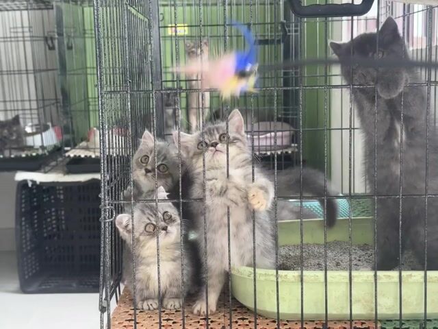 Mèo Munchkin xinhh. Mua bán Mèo tại Thành phố Thủ Đức Tp Hồ Chí Minh được đăng bởi Viet Meow 233a Dương Đình Hội Q9 hình 1