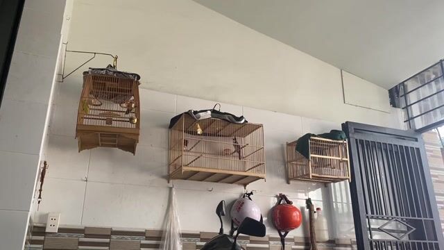 Chim chào mào Huế kg lồng. Mua bán Chim tại Quận Bình Tân Tp Hồ Chí Minh được đăng bởi thành phát hình 1