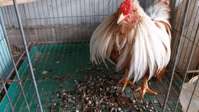 Trống tân châu khét sữa. Mua bán Gà tại Quận 11 Tp Hồ Chí Minh được đăng bởi thiên  hình 1