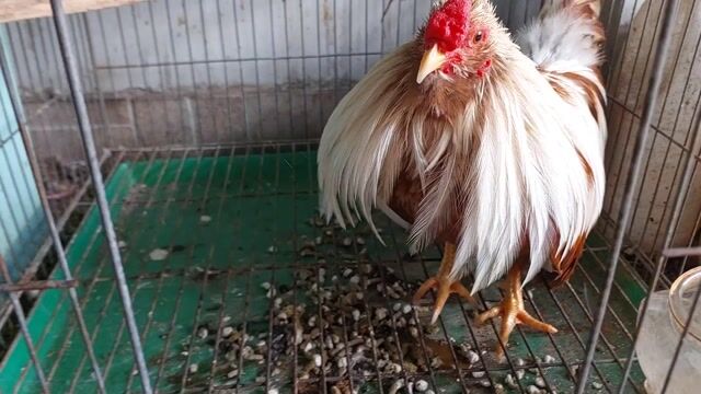 Trống tân châu khét sữa. Mua bán Gà tại Quận 11 Tp Hồ Chí Minh được đăng bởi thiên  hình 1