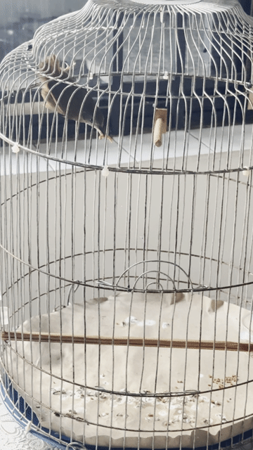 Bộ chim tiểu mi. Mua bán Chim tại Quận 10 Tp Hồ Chí Minh được đăng bởi Quách Hạo Nam hình 1